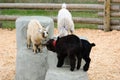 Baby goats playing