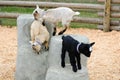 Baby goats playing