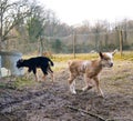 Baby goats playing Royalty Free Stock Photo