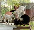 Baby Goats Playing on Farm