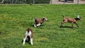 Baby goats running on the green pasture. Royalty Free Stock Photo