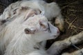 Two sweet little baby goats lying on the hay, cuddling in a farm, villiage scene, rural, livestock animals