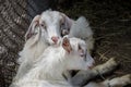 Two sweet little baby goats lying on the hay, cuddling in a farm, villiage scene, rural, livestock animals Royalty Free Stock Photo