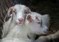 Two sweet little baby goats lying on the hay, cuddling in a farm, villiage scene, rural, livestock animals Royalty Free Stock Photo