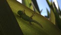 Baby Gold Dust Day Gecko Lizard in Winter in Lihue on Kauai Island, Hawaii.