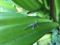 Baby Gold Dust Day Gecko in Winter in Lihue on Kauai Island, Hawaii.