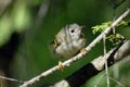 Baby goldcrest bird in firry forest