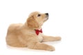 Baby golden retriever dog lying down, wearing a red bowtie Royalty Free Stock Photo