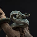 Baby of Gonyosoma frenatum crawls on branch. Blue snake with yellow eyes studio shot on black background. Exotic pet. Royalty Free Stock Photo
