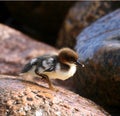 Baby goosander. Goosander Mergus merganser chick Royalty Free Stock Photo