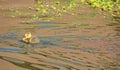 Baby goose Canadian goose swimming in a stream alone Royalty Free Stock Photo