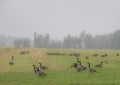 Baby Goose with family on a field Royalty Free Stock Photo