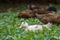 The baby goose in group duck sit down and rest in summer at farm garden,thailand Royalty Free Stock Photo