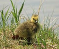 Baby Goose Royalty Free Stock Photo