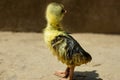 This is a baby goose. Swans or Raj Hash are birds of the family Anatidae Royalty Free Stock Photo