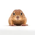 Baby Gopher isolated on white (generative AI Royalty Free Stock Photo