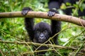 A baby gorila inside the Virunga National Park, the oldest national park in Africa. DRC, Central Africa. Royalty Free Stock Photo