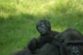 Baby gorilla Royalty Free Stock Photo