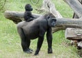 Baby gorilla Royalty Free Stock Photo