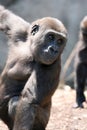 Baby gorilla Royalty Free Stock Photo