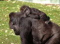 Baby Gorilla Royalty Free Stock Photo