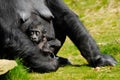 Baby gorilla