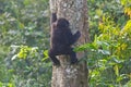 Baby Gorilla Climbing Down From Its Nest Tree