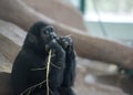 Baby gorilla deep in thoughts Royalty Free Stock Photo