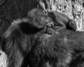 Baby Gorilla is ground-dwelling, predominantly herbivorous apes