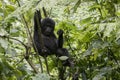 Baby gorilla handing in tree, Bwindi Impenetrable Forest National Park, Uganda