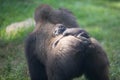 Baby gorilla on its mother's back Royalty Free Stock Photo