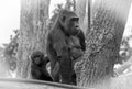 Baby Gorilla looking at camera while holding onto hit`s Mother Royalty Free Stock Photo