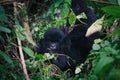 Baby Gorilla with mom