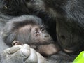 Baby gorilla and mom in Bwindi