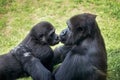 Baby gorilla with mother Royalty Free Stock Photo