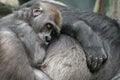 Baby Gorilla Napping