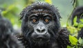 Baby gorilla with orange eyes stares at camera, closeup Royalty Free Stock Photo