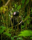 Baby gorilla pauses mid-search in its natural jungle habitat, as it looks for food and a way forward