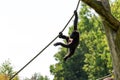 Baby Gorilla playing Royalty Free Stock Photo