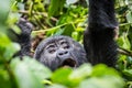 A baby gorilla screams in the impenatrable forrest of Uganda