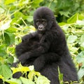 Gorilla Baby on mum`s back in mountain rainforest of Bwindi Impenetrable Forest Nationalpark, Uganda Royalty Free Stock Photo