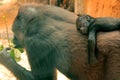 Baby gorilla sleeping on mothers back