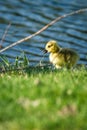 Baby gosling