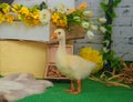 Baby gosling in Easter studio decoration Royalty Free Stock Photo