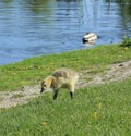 Baby gosling