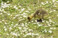 Baby Gosling Pecking For Food On The Ground Amongst A Sea Of Daisies