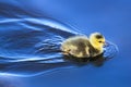 A baby gosling swims in mirror blue water Royalty Free Stock Photo