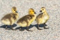 Baby Goslings crossing a gravelly path at the park. Royalty Free Stock Photo