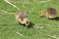 Baby goslings on the grass