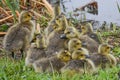 Baby Goslings in the Snow on Pell Lake Royalty Free Stock Photo